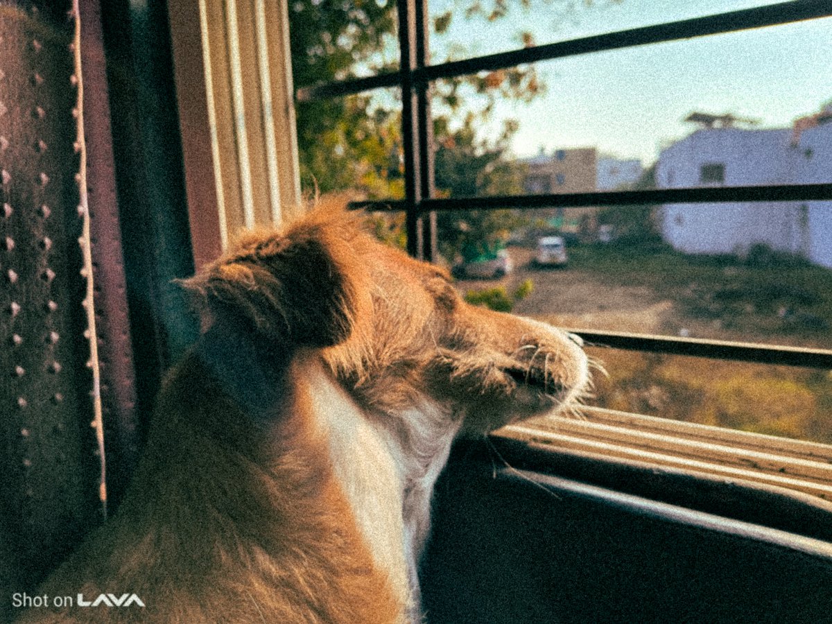 AnshuTechblog's tweet image. Good Morning from LAVA Agni 4

Stock cam ~ Lightroom touchups