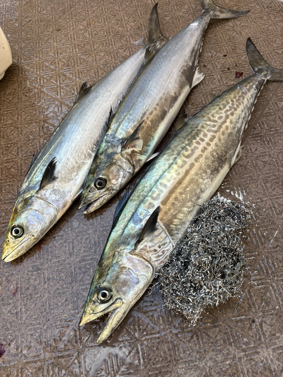 サワラ族…
簡単にウロコが落ちる
金ブラシ最高😇😇😇