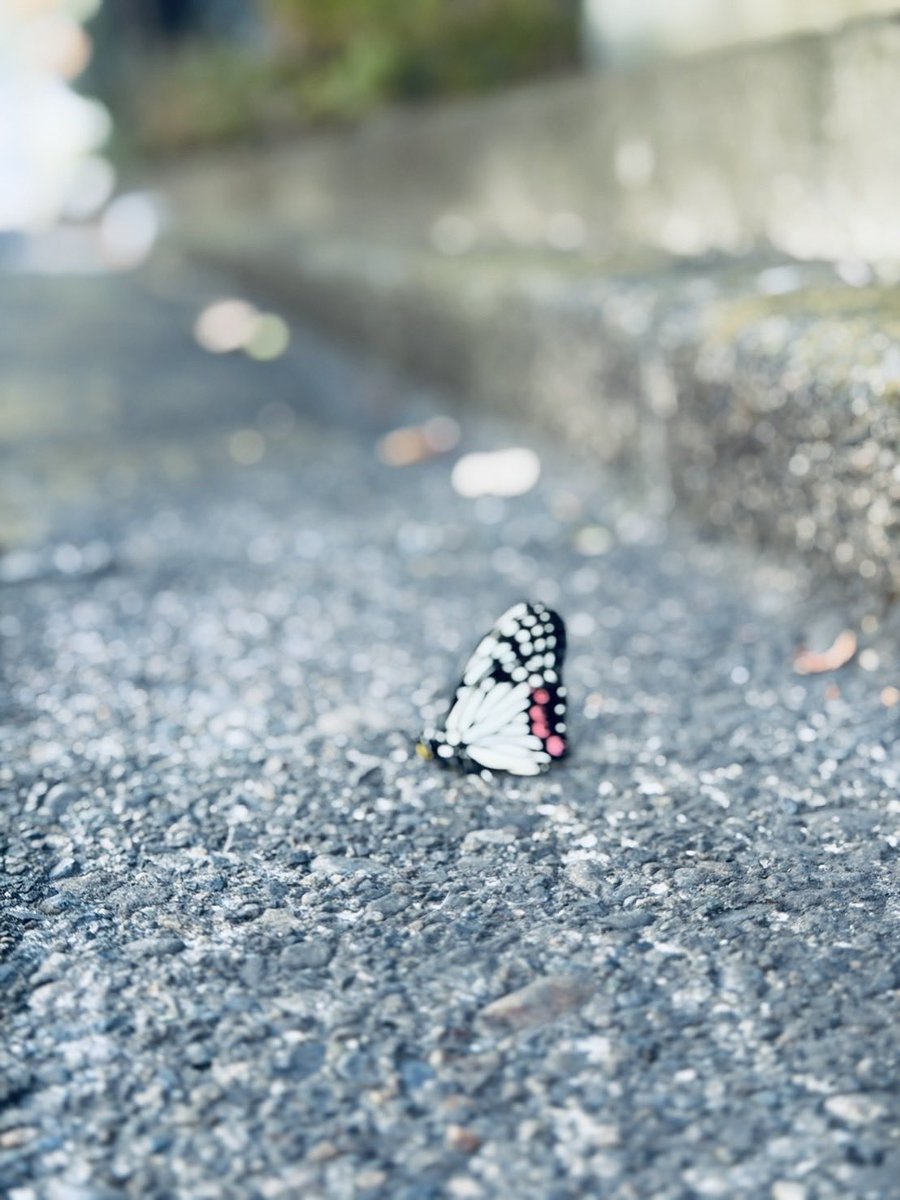 OkanoAkihito_pg's tweet image. 苦手な人すみません
家の前にずっとこの子がいるんです
このタイミングでアゲハ蝶ってと思いひとりニヤついてたけど
どうやら違う種類らしい…

岡野昭仁