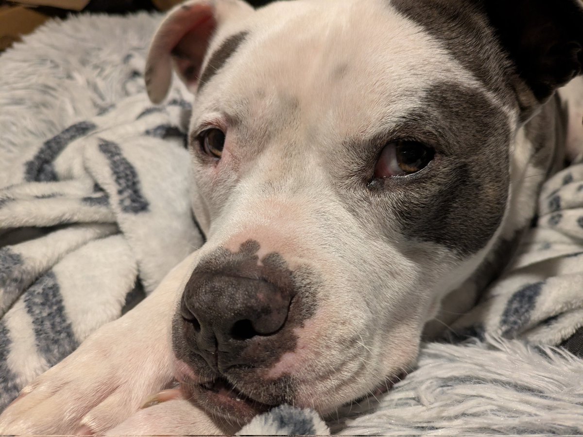 leotheloserxx's tweet image. My Pride and Joy