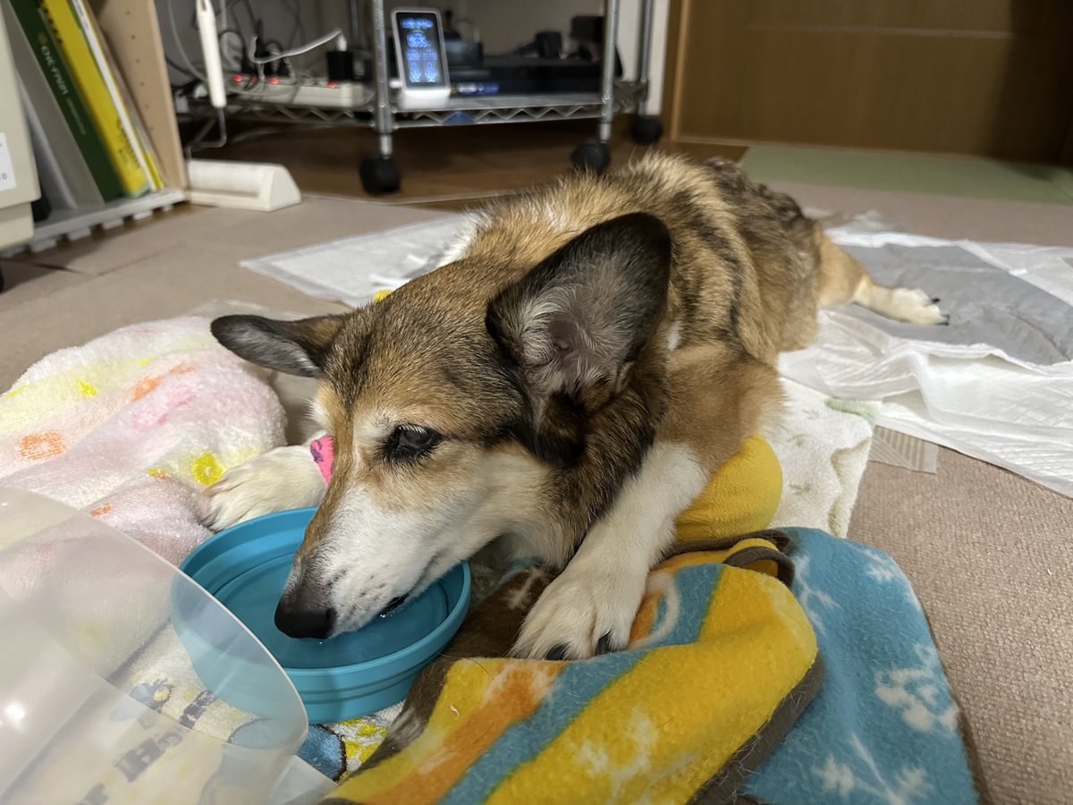sz_code500's tweet image. 自分で水飲めるよ！ #corgi