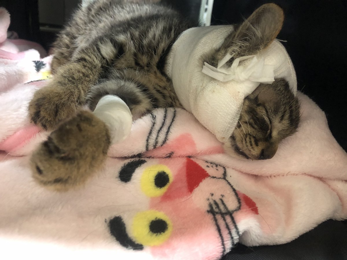game_bip's tweet photo. 길냥이 하나 구조해와서 확대시킴..
얘가 나 일하는 곳 실외기에 기어들어가서 진짜 죽어가고 있었는데 냅둘수도 없고 어쩔수없이 병원뎃고갔다가 지금은 우리집 늙은 고양이들 괴롭힘ㅜ https://t.co/svBMRo3FRO
