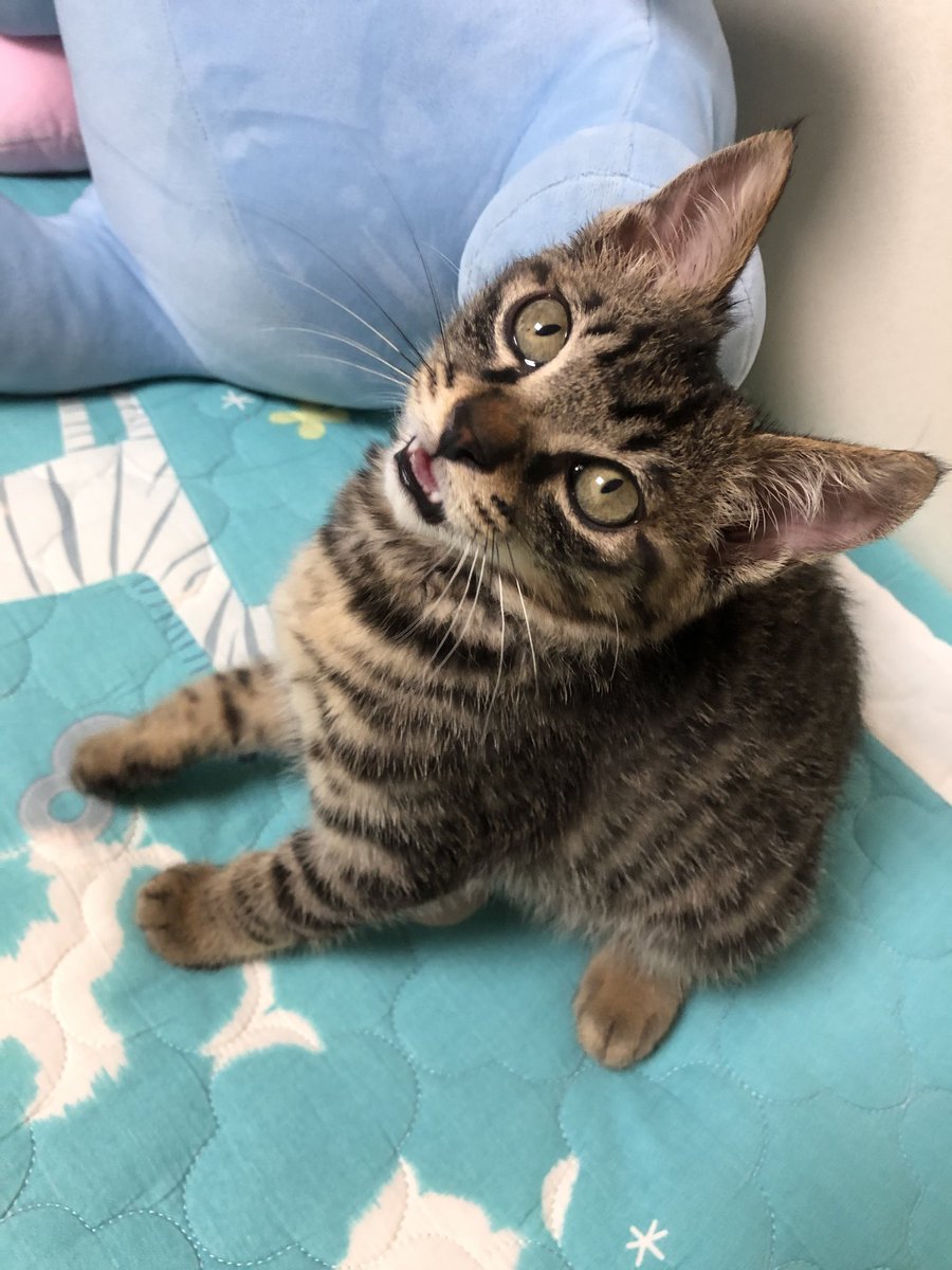game_bip's tweet photo. 길냥이 하나 구조해와서 확대시킴..
얘가 나 일하는 곳 실외기에 기어들어가서 진짜 죽어가고 있었는데 냅둘수도 없고 어쩔수없이 병원뎃고갔다가 지금은 우리집 늙은 고양이들 괴롭힘ㅜ https://t.co/svBMRo3FRO