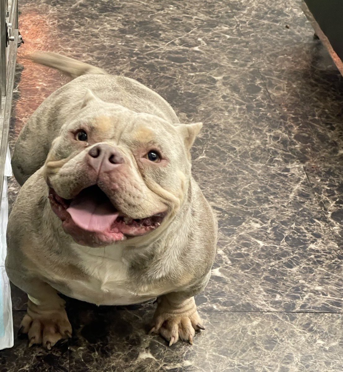 smokerbully's tweet photo. エキゾチックブリーのブリーダーやってます🐶✨
お気軽にお問い合わせ、ご連絡下さい📩

#エキゾチックブリー　#アメリカンブリー
#フレブル　#ブリーダー https://t.co/yzB8Uh0q3N