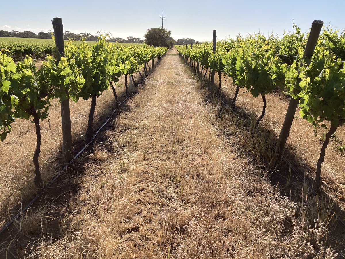 Imtrade CropScience tweet media