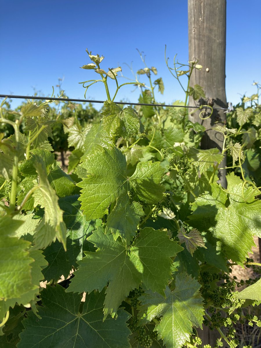 Imtrade CropScience tweet media