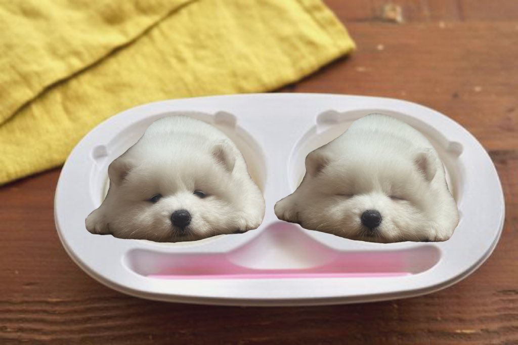 今日も もちもち サモエドだいふく🐻‍❄️🍨