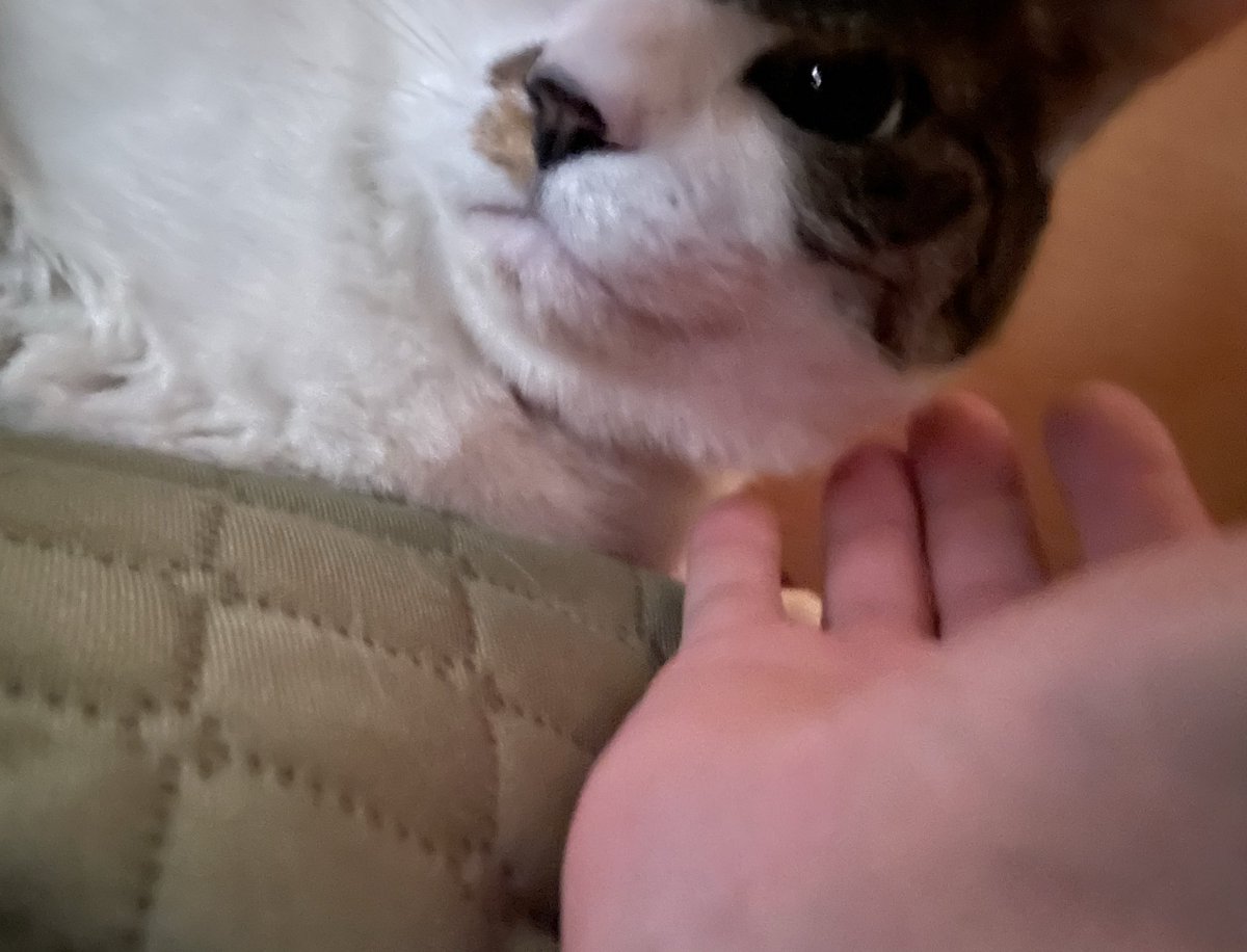 猫まんまページ ねこまんまじかん-1 | 鰹節専門店 ちきり