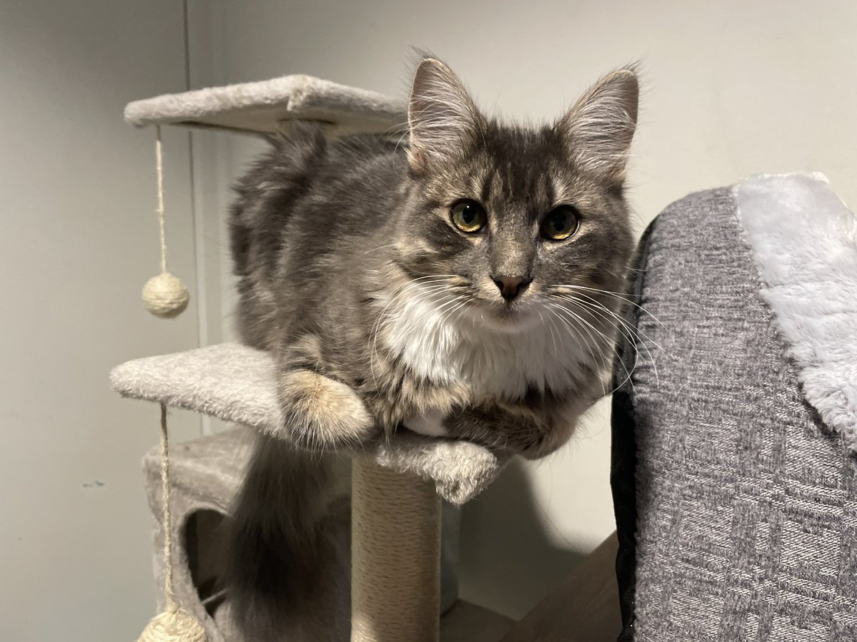 JakeeWhyy's tweet image. Yep, got this lil guy a few months ago. His name is Alphonse and He’s 7 months old