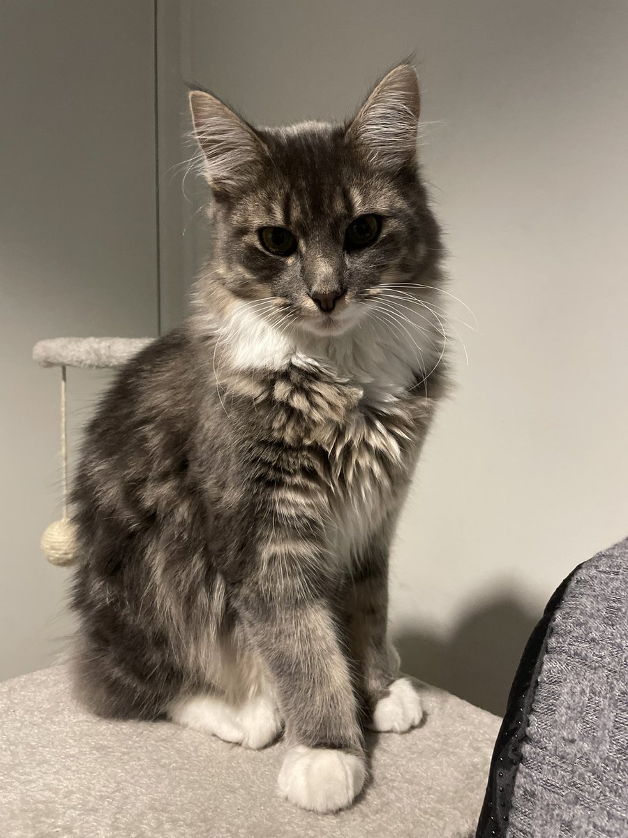 JakeeWhyy's tweet image. Yep, got this lil guy a few months ago. His name is Alphonse and He’s 7 months old