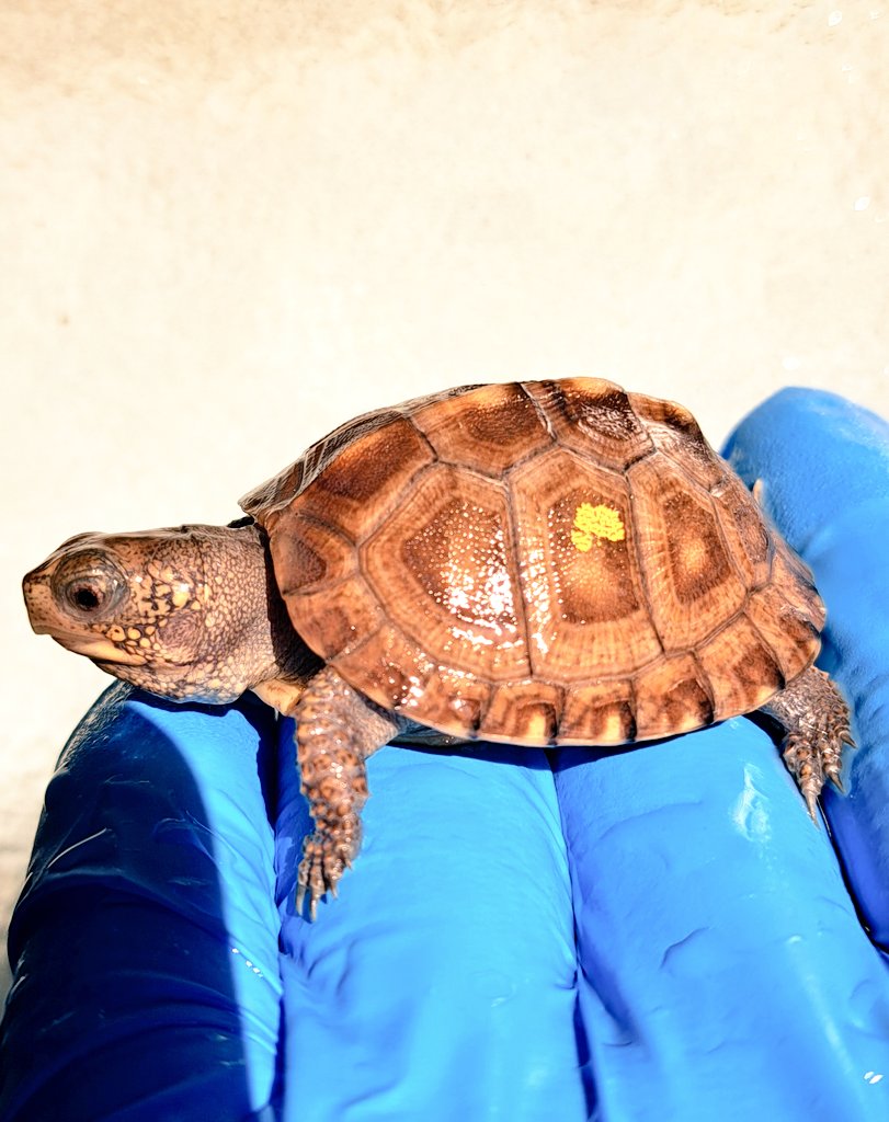 tito (@34_wgnc) / Posts / X