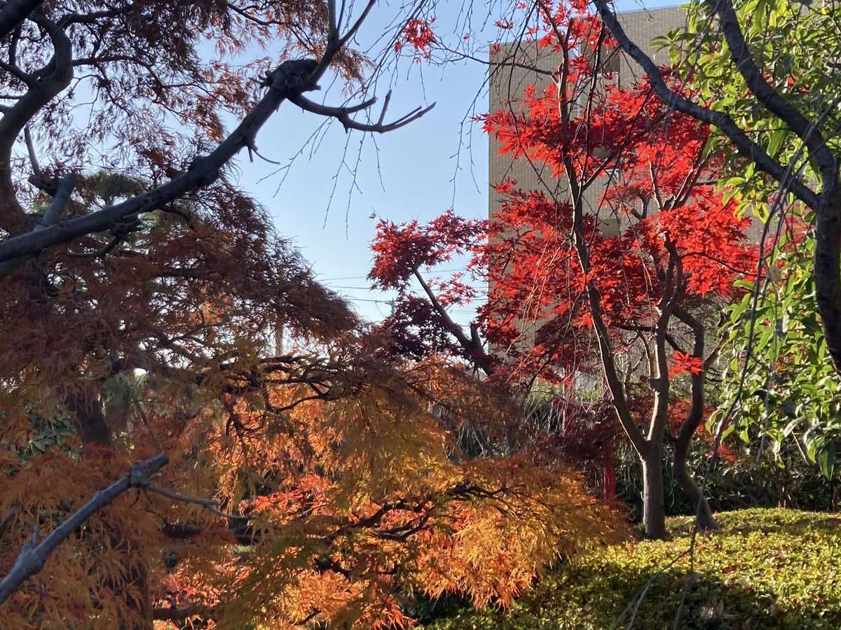 秋が深まってきて紅葉も今週末が見頃かな？11月もあと3日🍁
#さいたま市 #glm写真館