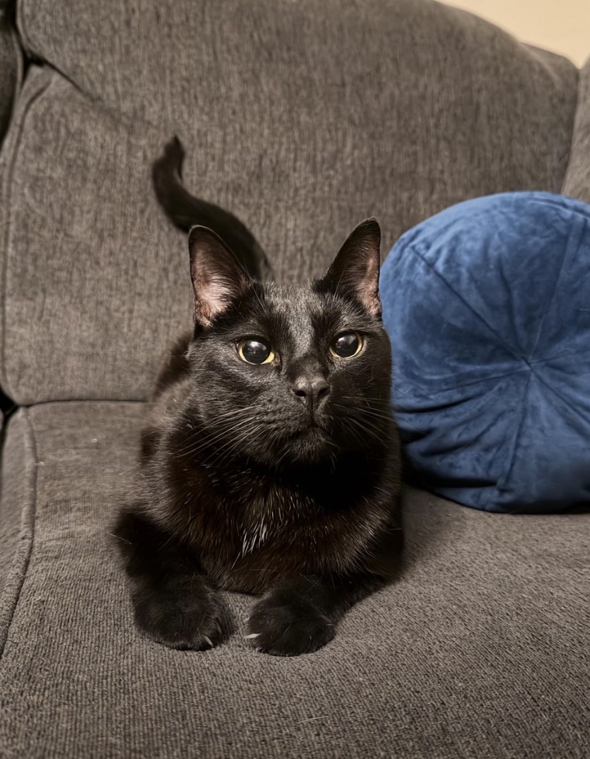 WeAssessCats's tweet photo. Isn’t she lovely? https://t.co/hLHPmq7pX5