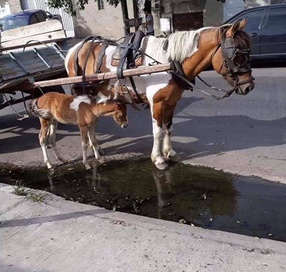 Adea Claude tweet media