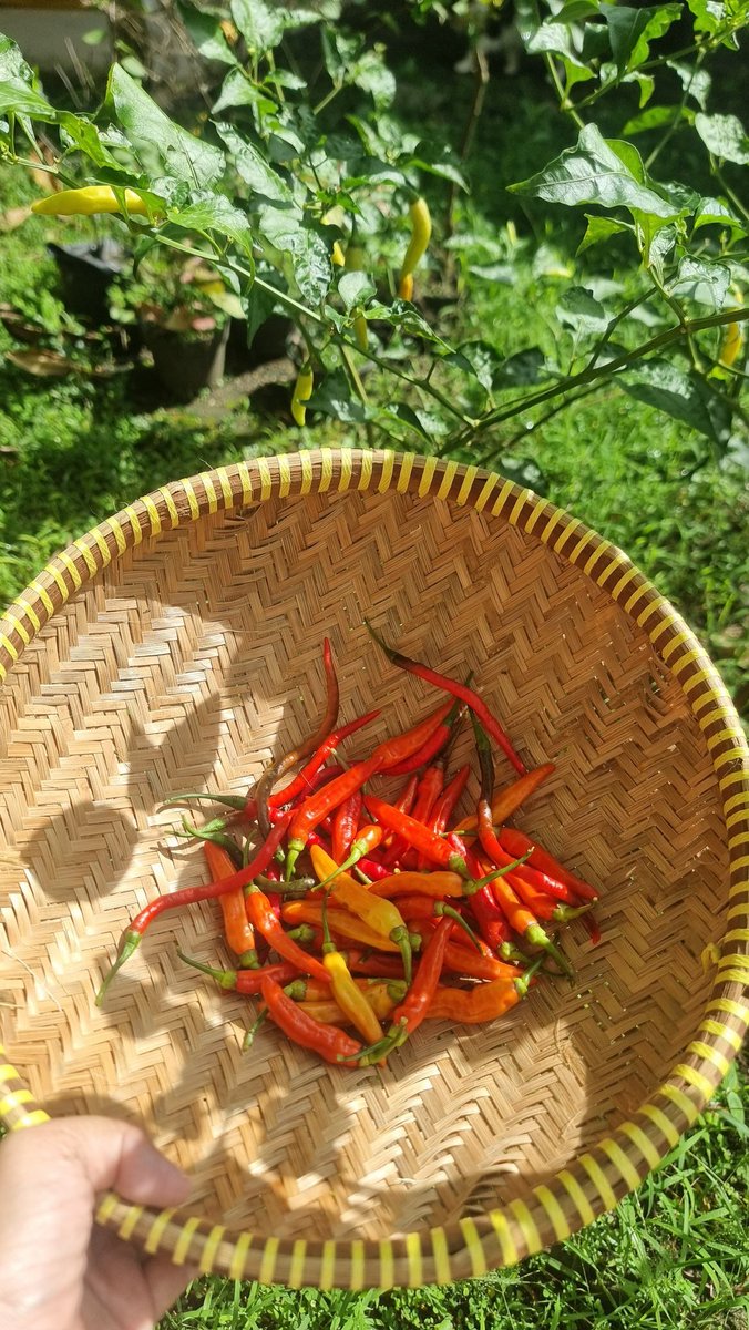 Panen cabe hari ini dari kebun tengah....