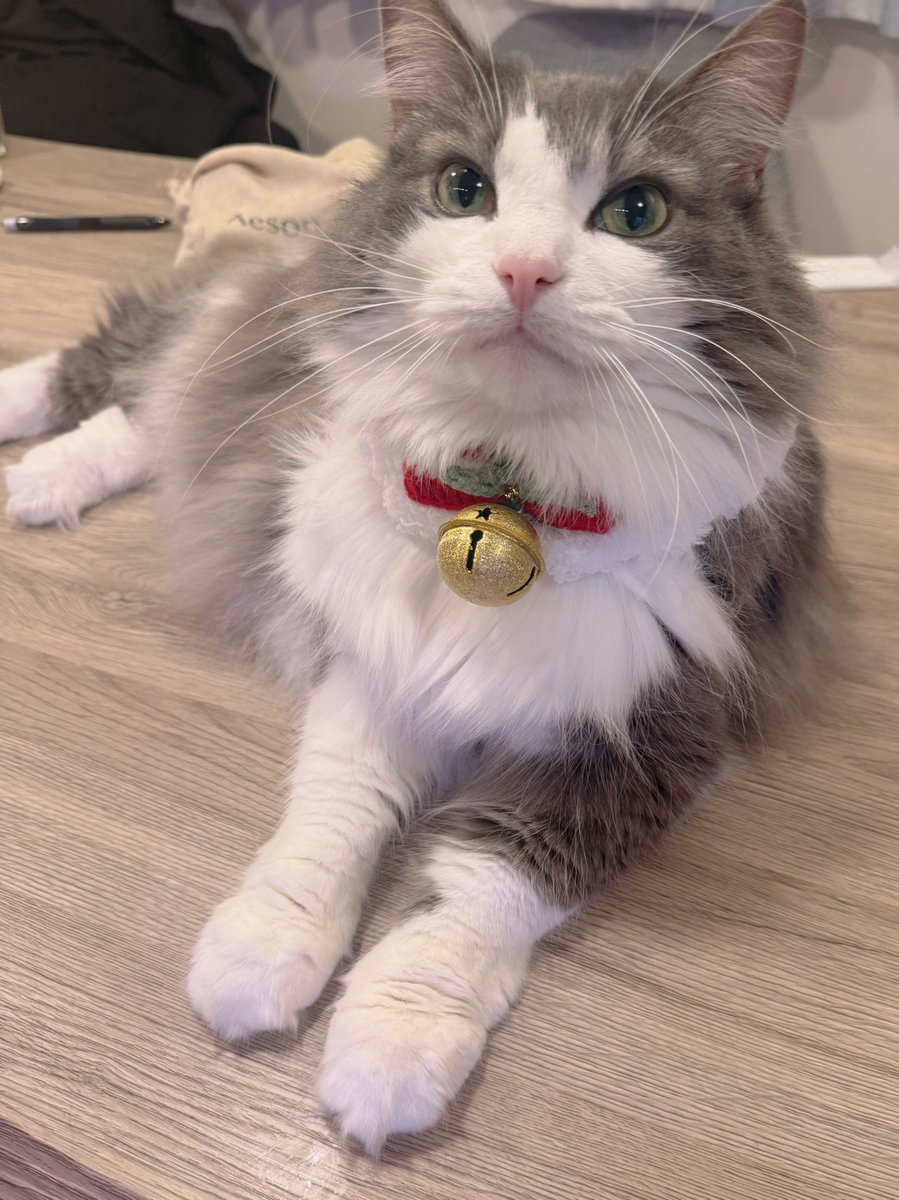 クリスマスでちゅ！