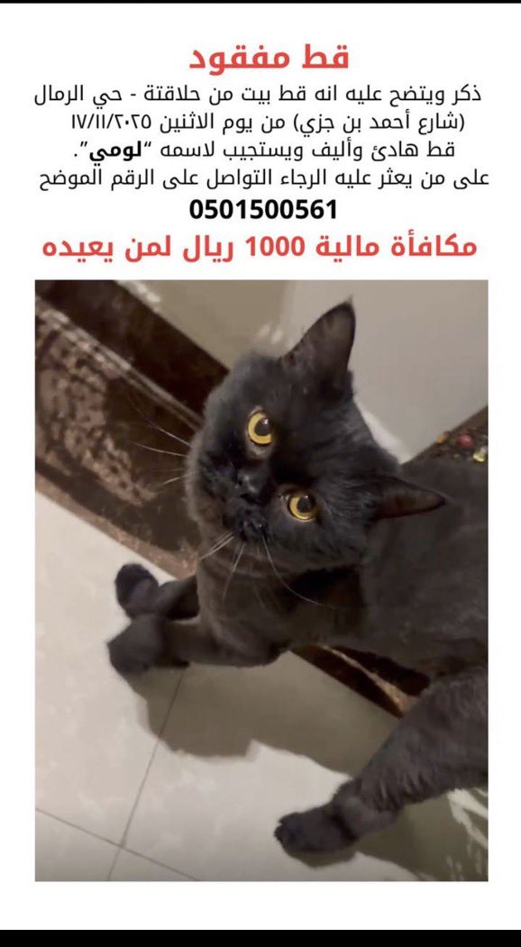 نجود|قط مفقود🐈‍⬛🕸️ tweet media