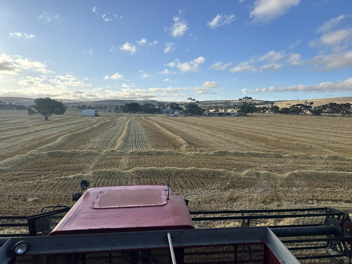 DaleBascomb's tweet image. Big Frank worked a treat harvesting a 6t crop. ended up with 64t of barley and a 160 straw bales ready to compost with tuna gills and guts..