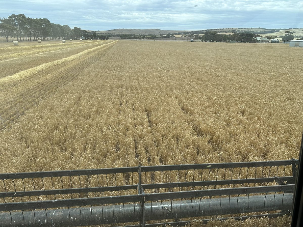 DaleBascomb's tweet image. Big Frank worked a treat harvesting a 6t crop. ended up with 64t of barley and a 160 straw bales ready to compost with tuna gills and guts..