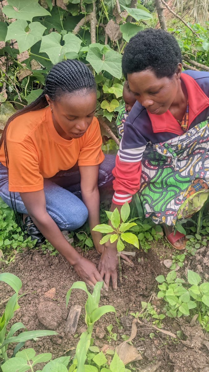 CelineNiyo48494's tweet photo. Planting fruit trees empowers mothers to nourish their children, teaches youth responsibility, and strengthens society’s fight against poverty and malnutrition.”
#NutriChart
#HealthPromotionClub
@HP_Organi https://t.co/vlPYCkDEaE