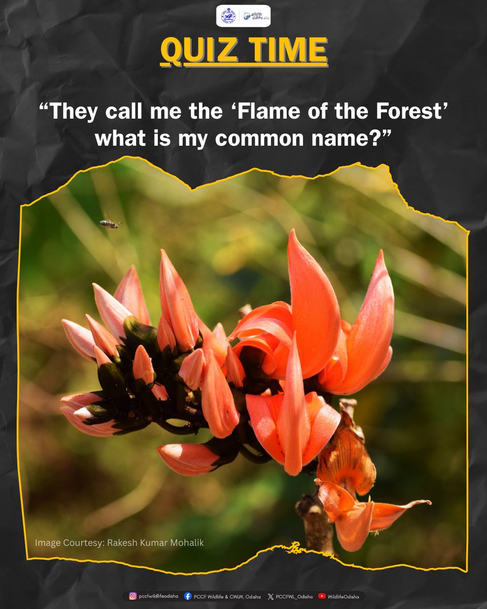 PCCFWL_Odisha's tweet photo. "They call me the Flame of the Forest"
Can you guess my common name?
Drop your answer in the comments and tag a friend to test their nature knowledge! #FlameOfTheForest #NatureQuiz #WildlifeOdisha #GuessTheName https://t.co/oceRu6Sseh