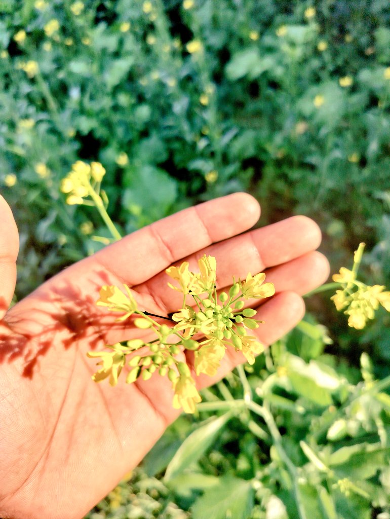 Sam_Axiom's tweet photo. Does anyone know? What's this 😄😄
#myfield https://t.co/fPd2NFeEIN
