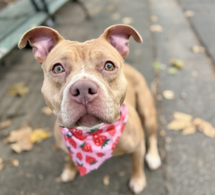 BeeDoDoobieDo's tweet image. Reintroducing baby girl 🍓Pavlova🍓
#25DaysinShelter ~ #UntoldTails to be had
❤️A full life ahead of her

IF she makes it out alive😳
Puppies don&apos;t do well caged for 23+hrs a day
Human contact is the drug of choice for them and
that is not happening. Help a homeless girl out!…