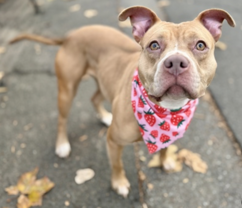 BeeDoDoobieDo's tweet image. Reintroducing baby girl 🍓Pavlova🍓
#25DaysinShelter ~ #UntoldTails to be had
❤️A full life ahead of her

IF she makes it out alive😳
Puppies don&apos;t do well caged for 23+hrs a day
Human contact is the drug of choice for them and
that is not happening. Help a homeless girl out!…