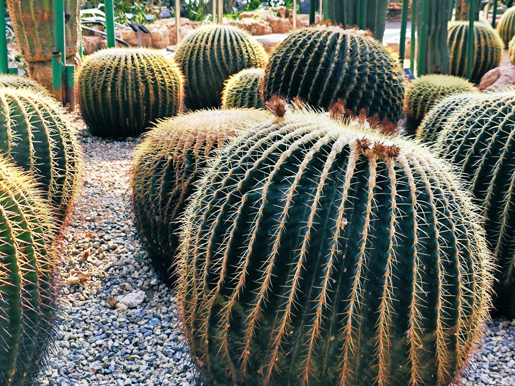 david_andrew123's tweet image. If your heart blooms with flowers, fear not the length of the road; if your steps follow the faint light, you will reach the distant horizon.