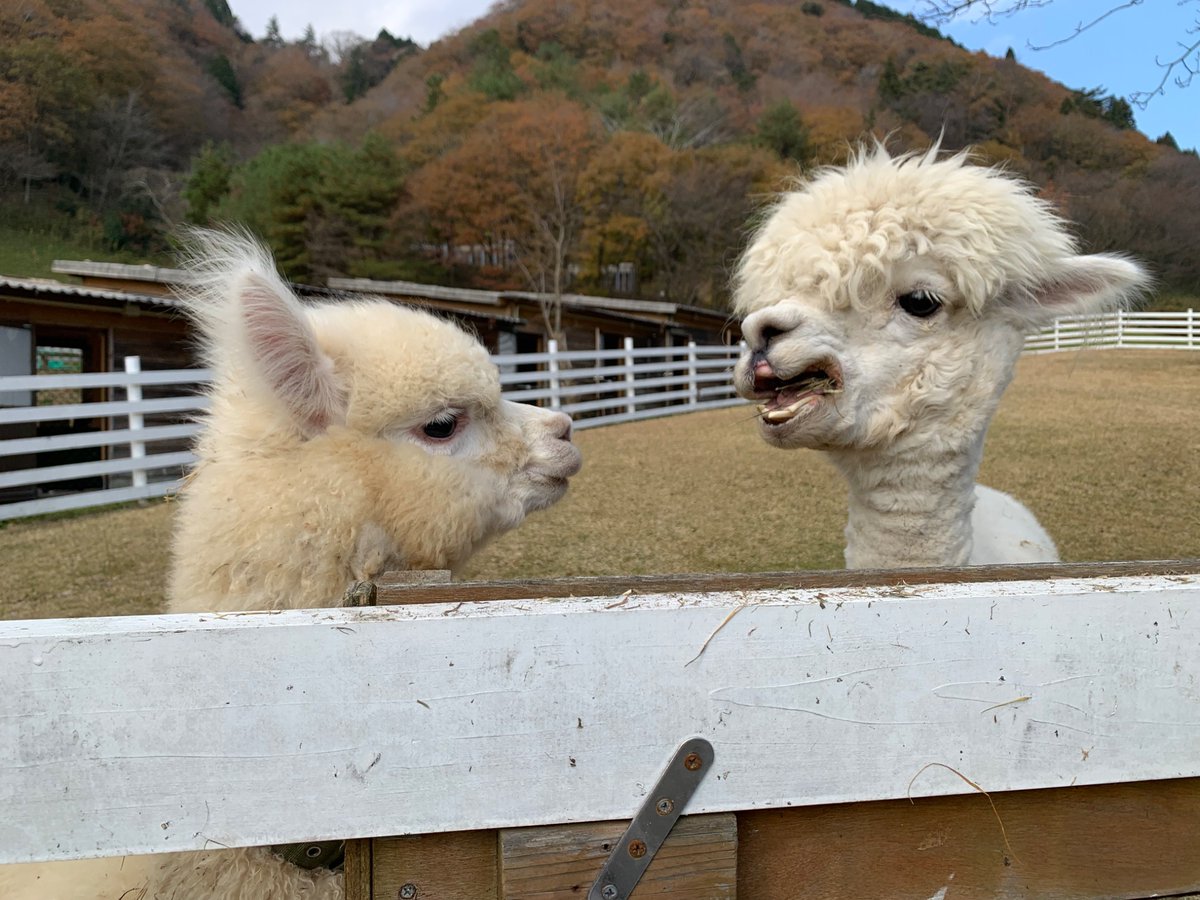 アルパカタウン【公式】 (@alptownofficial) / Posts / X