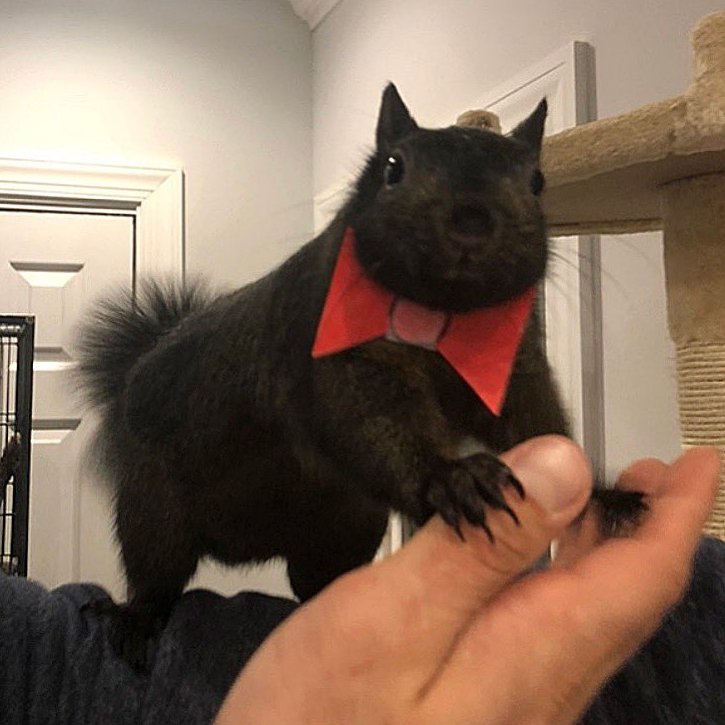 Arcanemeta_'s tweet photo. The highlights of the day for $Pnut the Squirrel

2v1i5pJsbQ8PZzr1yFeCGS8FgbYxHvXpZ6XEwyBUpump

The Owner of Pnut - Mark Longo, has been redirected all the creator rewards, and claimed the fees today 

We've made him $6K in fees so far 

Mark posted about $Pnut In the X community and he's been so grateful! He even gave us some exclusive posts of Peanut the Squirrel