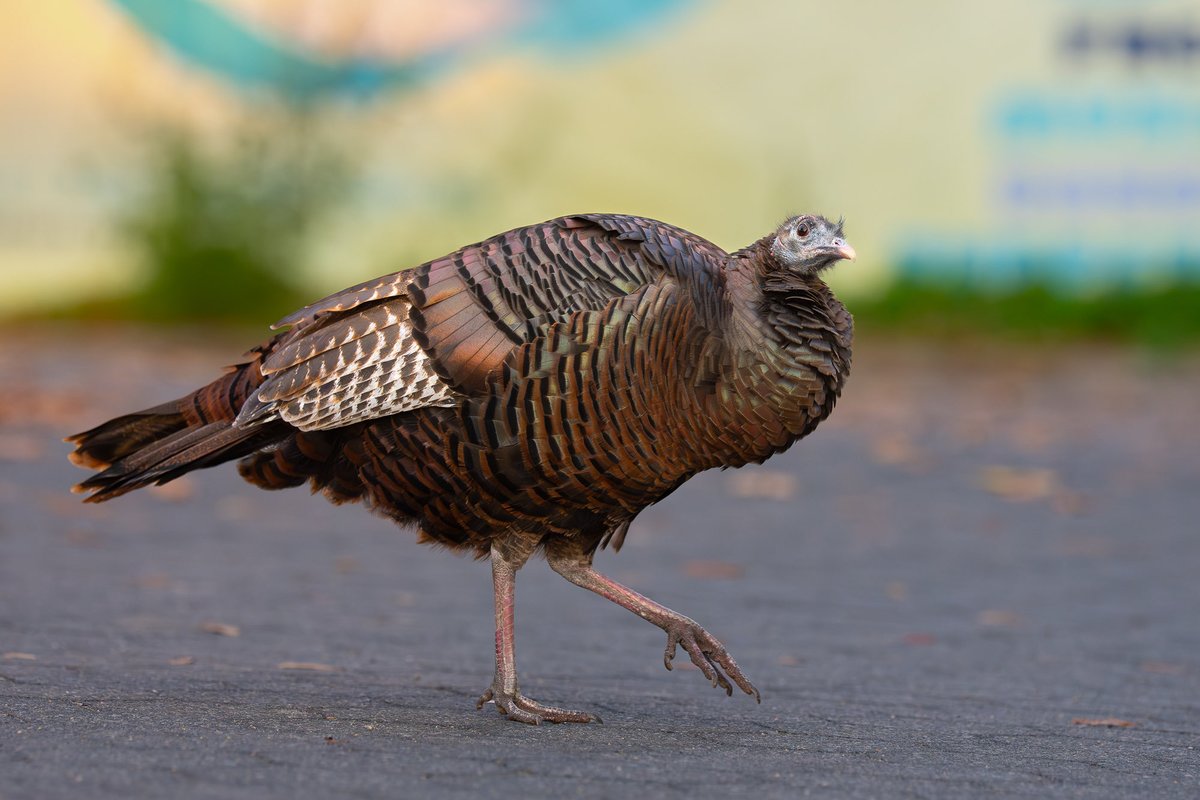 “Hey! I’m walkin’ here! I’m walkin’ here!”

Naturally, I had to visit Astoria, Manhattan’s only wild turkey, on Thanksgiving. She was bobbing and weaving through the crowds of Battery Park like a true New Yorker.

#birdcpp #nature #wildlife