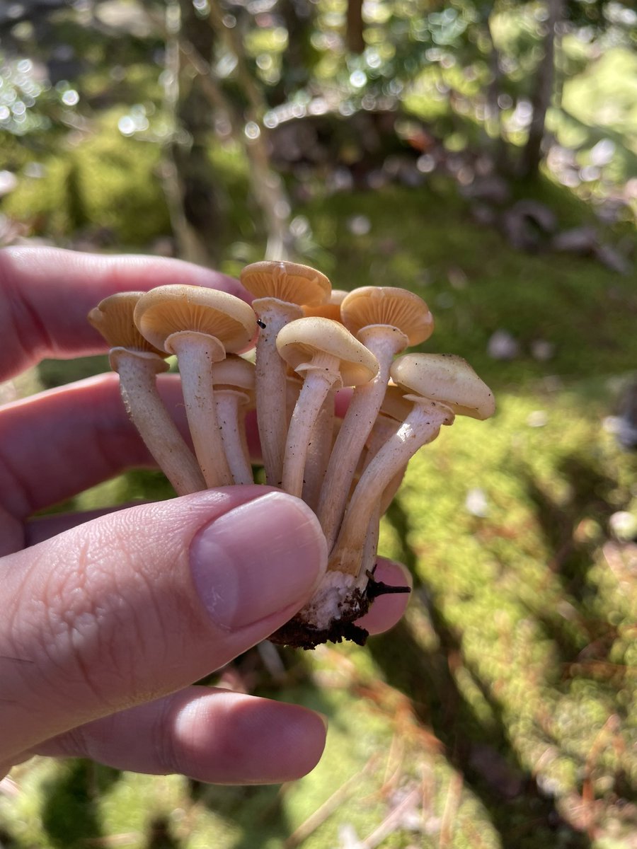 D26294539's tweet photo. このキノコ何だか分かる方いらっしゃいますか実家の苔に生えてたのですが(´・ω・｀)
 #キノコ
 #ナラタケ
 #苔 https://t.co/b8zRO5uY2g