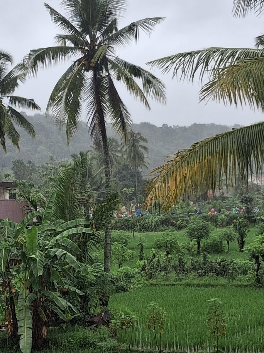 ouceanside's tweet image. from this to this belakang kosan gue