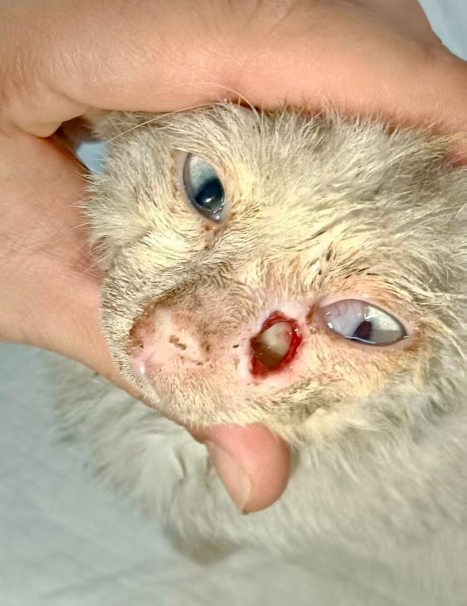 samesama4149224's tweet image. If only Chinese government do less propaganda and do more real action to protect cats.
You ppl are a bunch of psychopaths who love to torture the weak,do your job and restrain them.
#AnimalCruelty, #AnimalAbuse, #AnimalAbusers,
#China #BoycottChina
#StopChinaCatTorture