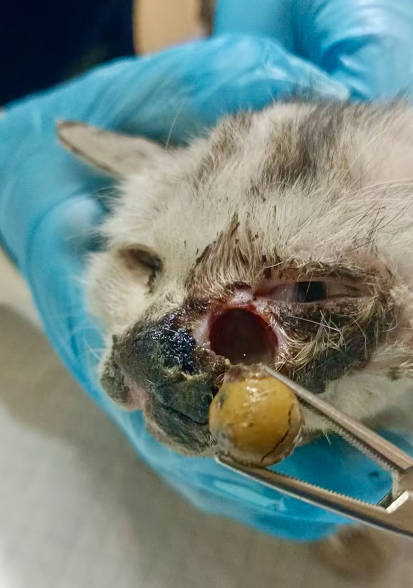 samesama4149224's tweet image. If only Chinese government do less propaganda and do more real action to protect cats.
You ppl are a bunch of psychopaths who love to torture the weak,do your job and restrain them.
#AnimalCruelty, #AnimalAbuse, #AnimalAbusers,
#China #BoycottChina
#StopChinaCatTorture