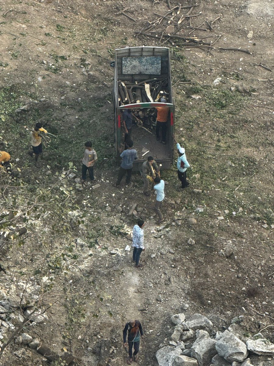 rswaminathan82's tweet image. Quietly cut during night and transported quickly .these trees had nests in them .@mybmc pls have a look #savetrees #illegal