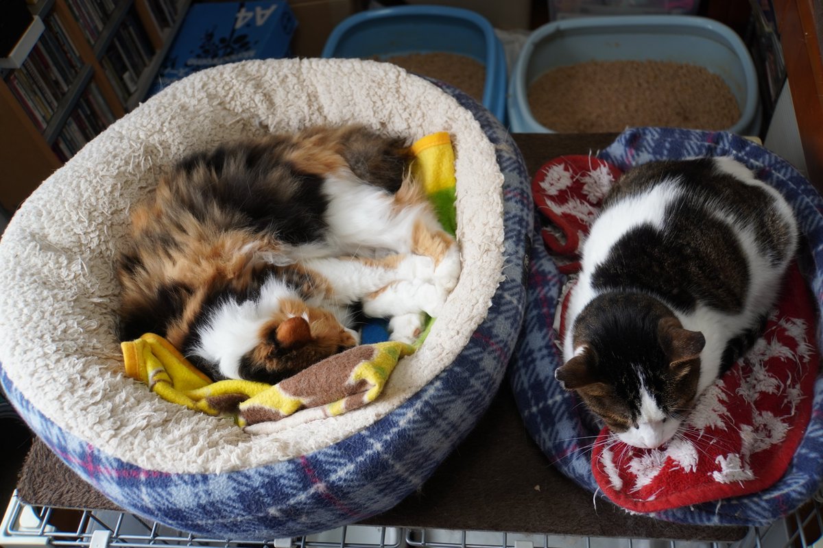 uBg3tA5OFRdyFQS's tweet image. こんにゃにゃちわぁー🫡
昨日、メンクリの診察で適応障害の結果を受けて休職することに無事？なりました
ゆっくりとしたい事だけして過ごしたいと思います🤗
#毎日が猫の日 #猫好き #保護ねこ