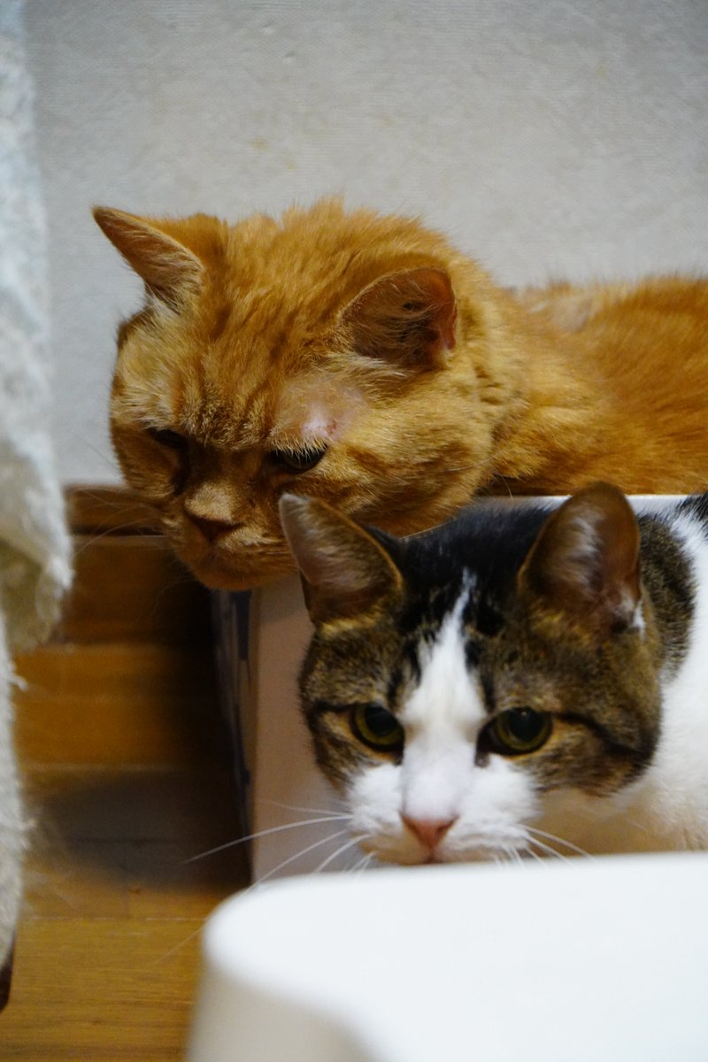 uBg3tA5OFRdyFQS's tweet image. こんにゃにゃちわぁー🫡
昨日、メンクリの診察で適応障害の結果を受けて休職することに無事？なりました
ゆっくりとしたい事だけして過ごしたいと思います🤗
#毎日が猫の日 #猫好き #保護ねこ