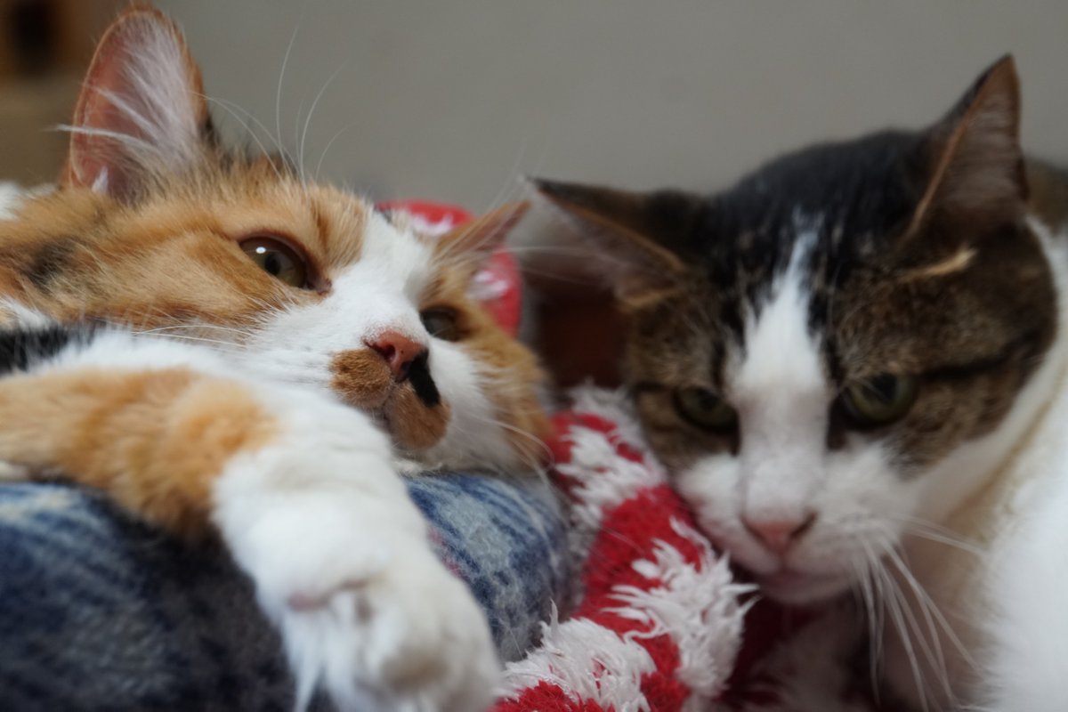 uBg3tA5OFRdyFQS's tweet image. こんにゃにゃちわぁー🫡
昨日、メンクリの診察で適応障害の結果を受けて休職することに無事？なりました
ゆっくりとしたい事だけして過ごしたいと思います🤗
#毎日が猫の日 #猫好き #保護ねこ