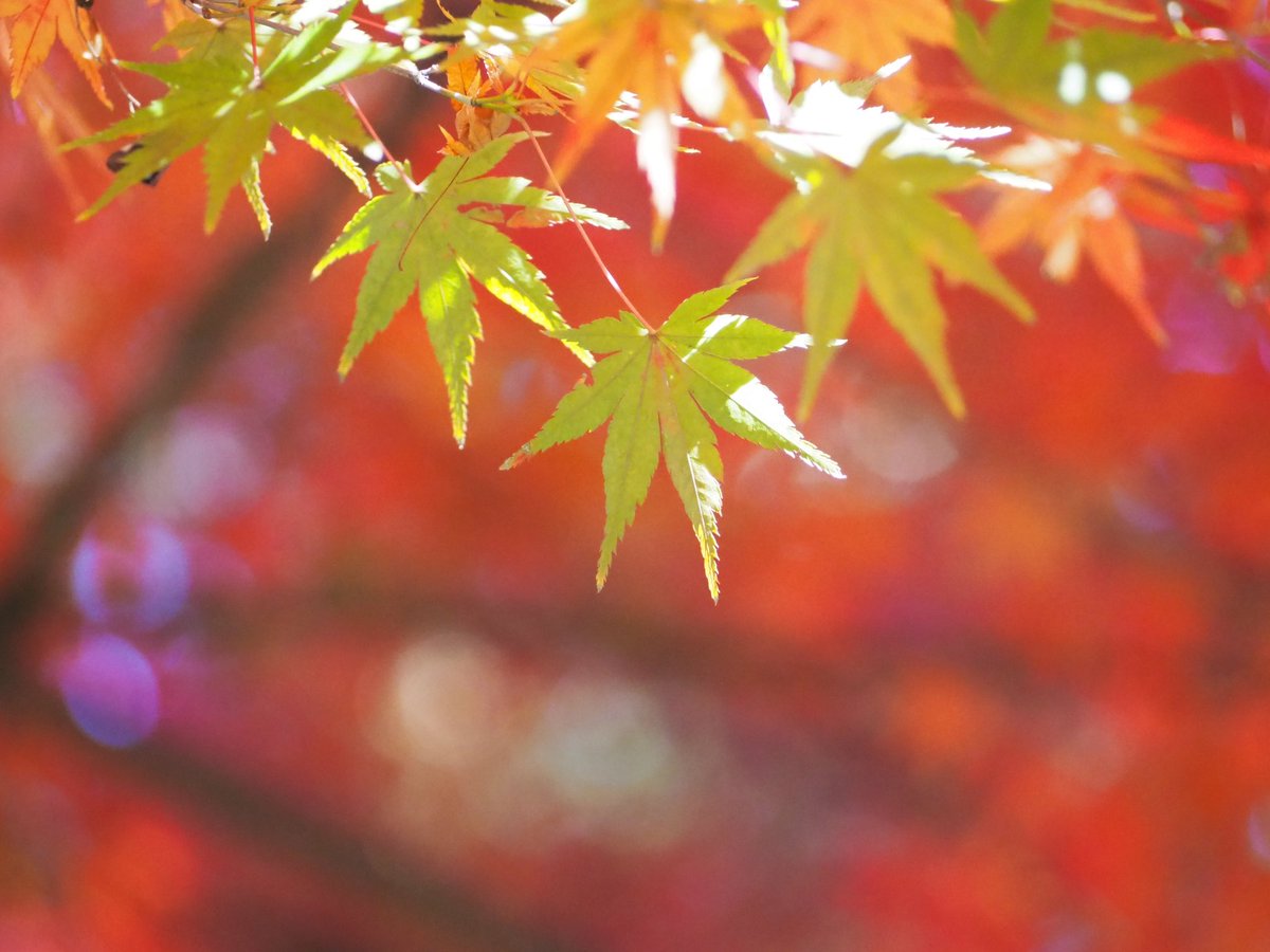 kosmos_77's tweet image. とても久しぶりの望遠レンズ撮影
強風でなかなかピントが合わなくて何とか撮れた写真たち
紅葉は赤だけよりも緑が入っている方が好き🌿
#紅葉
#olympuspen