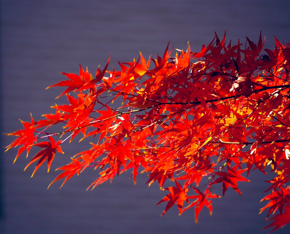 kosmos_77's tweet image. とても久しぶりの望遠レンズ撮影
強風でなかなかピントが合わなくて何とか撮れた写真たち
紅葉は赤だけよりも緑が入っている方が好き🌿
#紅葉
#olympuspen