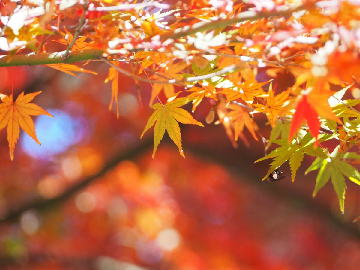 kosmos_77's tweet image. とても久しぶりの望遠レンズ撮影
強風でなかなかピントが合わなくて何とか撮れた写真たち
紅葉は赤だけよりも緑が入っている方が好き🌿
#紅葉
#olympuspen