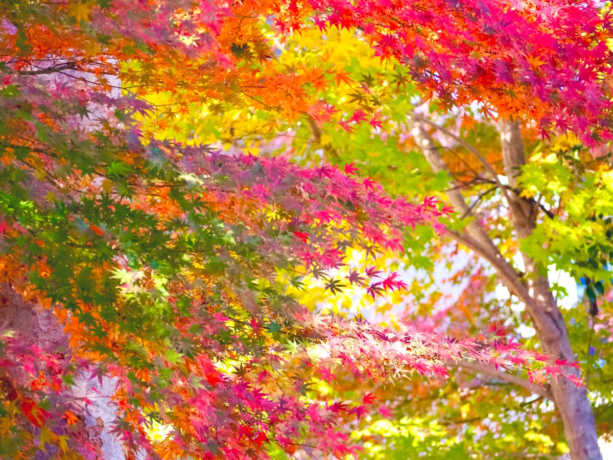 kosmos_77's tweet image. とても久しぶりの望遠レンズ撮影
強風でなかなかピントが合わなくて何とか撮れた写真たち
紅葉は赤だけよりも緑が入っている方が好き🌿
#紅葉
#olympuspen