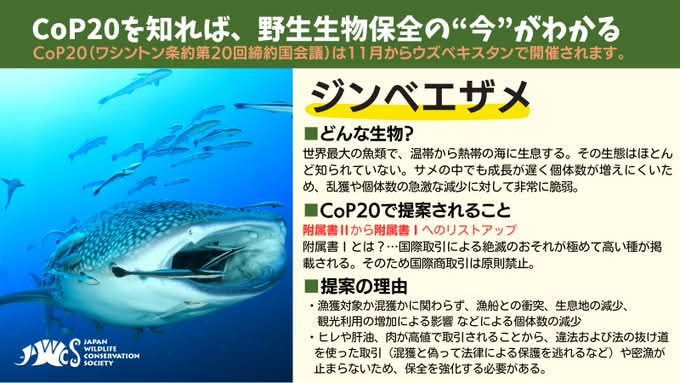 JWCSJWCS's tweet image. 委員会Ⅰで #ジンベエザメ の附属書Ⅰリストアップが採択。ガボン・マレーシア・コロンビアがエコツーリズムを、EUは気候変動と違法取引を賛成理由に挙げていました。
唯一反対していた日本がコンセンサスを認めて採択されました。

#cop20