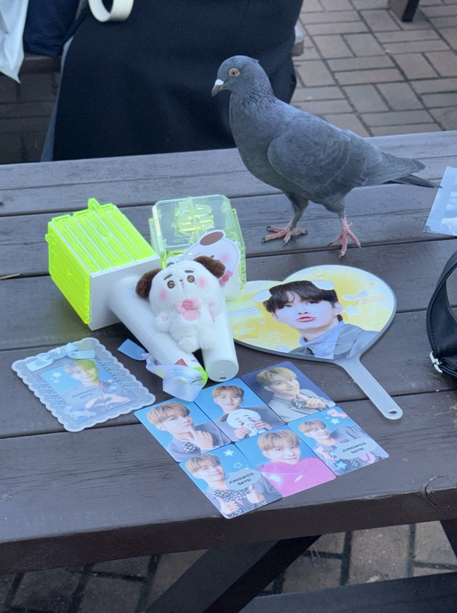 fullsunlove___'s tweet photo. 비둘기랑 예절샷 찍어보신분 ㅇㅅㅇ;;; https://t.co/S17tJDsA4F