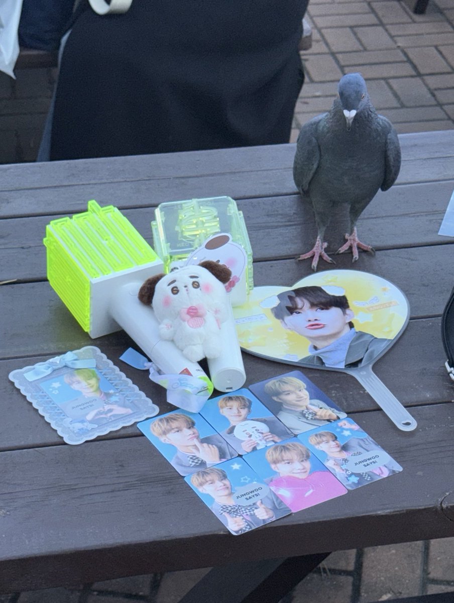 fullsunlove___'s tweet photo. 비둘기랑 예절샷 찍어보신분 ㅇㅅㅇ;;; https://t.co/S17tJDsA4F