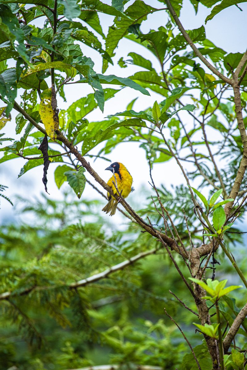 Ndayizeyetheon6's tweet image. ☑️ We often talk about 2050, 2030, or the “future” but the truth is, the clock is already ticking.
☑️ Imagine if every young person planted one tree, reduced plastic use, spoke up in their community, or turned an idea into a solution.

💡 What if the future leaders didn’t wait…