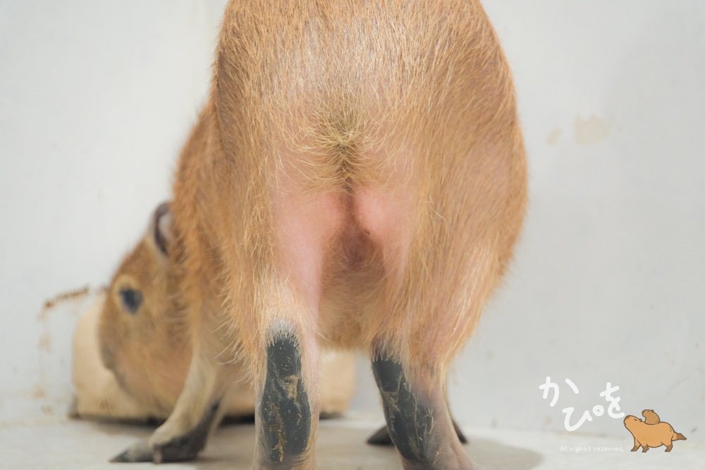 かぴを（山田ケンジロウ） (@yamada_capybara) / Posts / X