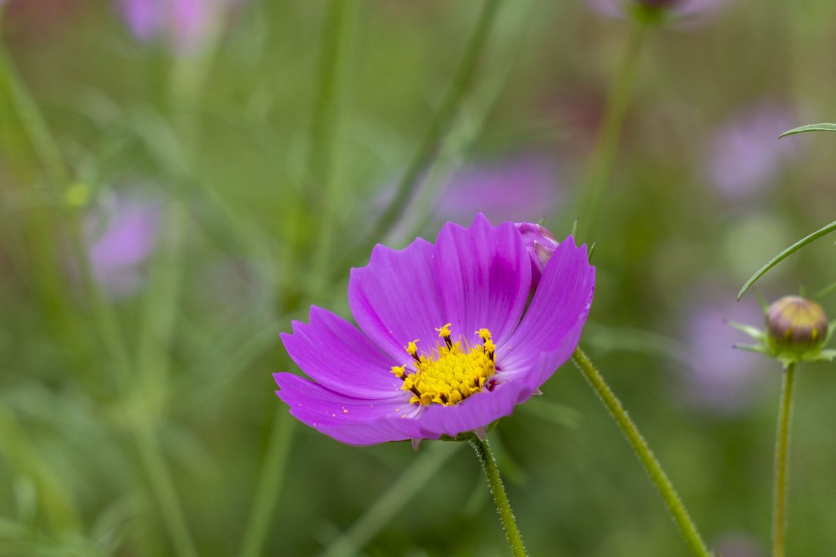 mapcamera's tweet image. いつもご愛顧ありがとうございます。

【おすすめ新品情報📷】
【WEB限定/SDXCカード 128GBプレゼント対象】
【WEB限定/先取・下取交換なら買取見積額最大15%UP対象】

「#Canon (#キヤノン) #EOS R6 Mark II ボディ」
mapcamera.com/item/454929220…

R6markⅢが発売されてもなお劣らない人気…